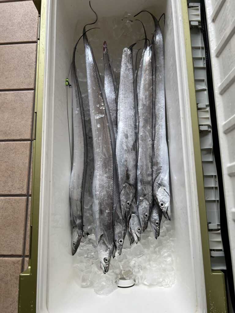 クーラーの中のタチウオ