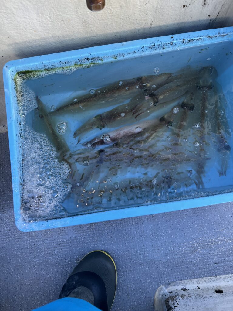 ヤリイカの写真