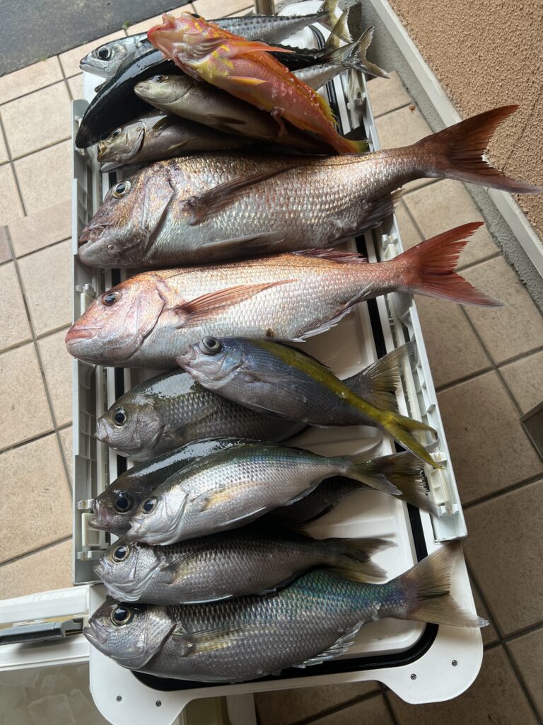 本日の釣果